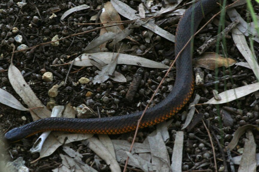 Close-up of a tiger snake slithering across leaves and nuts.