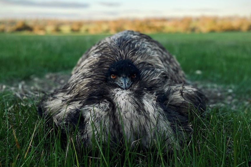 Emu sits in a paddock.