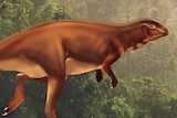 A reconstruction of the Early Jurassic Biloela dinosaur.
