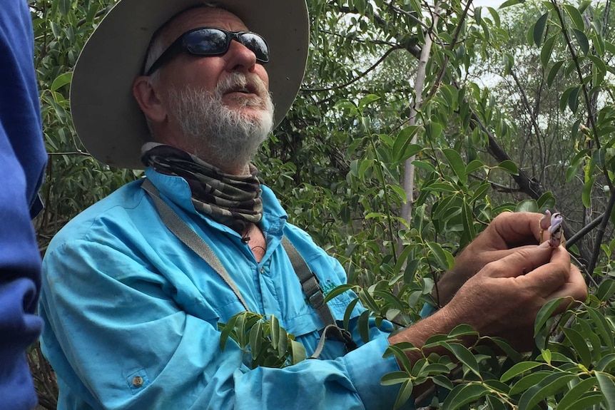 John Szymanski has been tackling the invasive rubber vine plant for eight years.