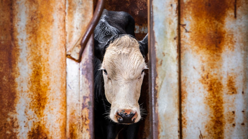 A cow looking in a gap