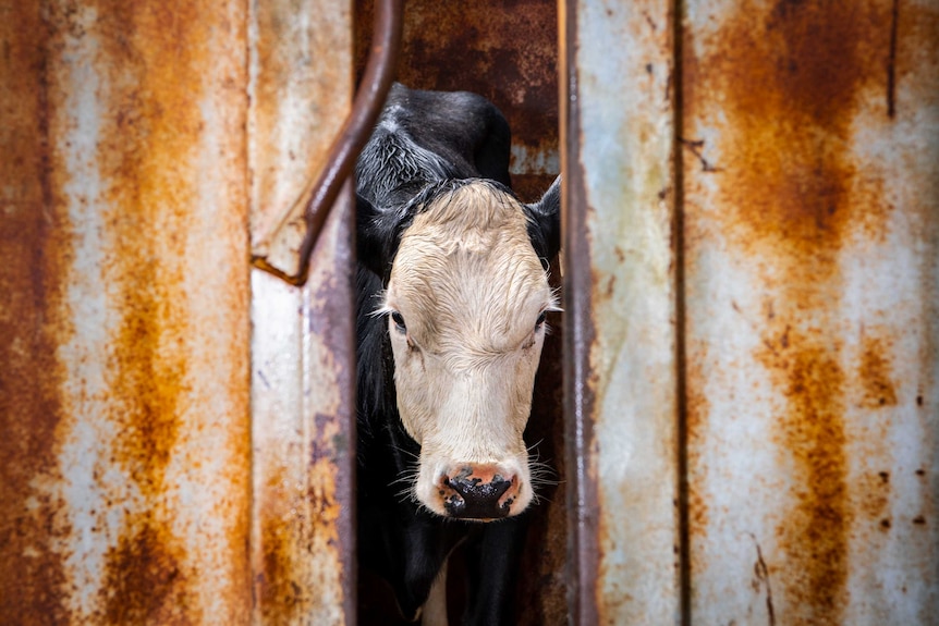 A cow looking in a gap