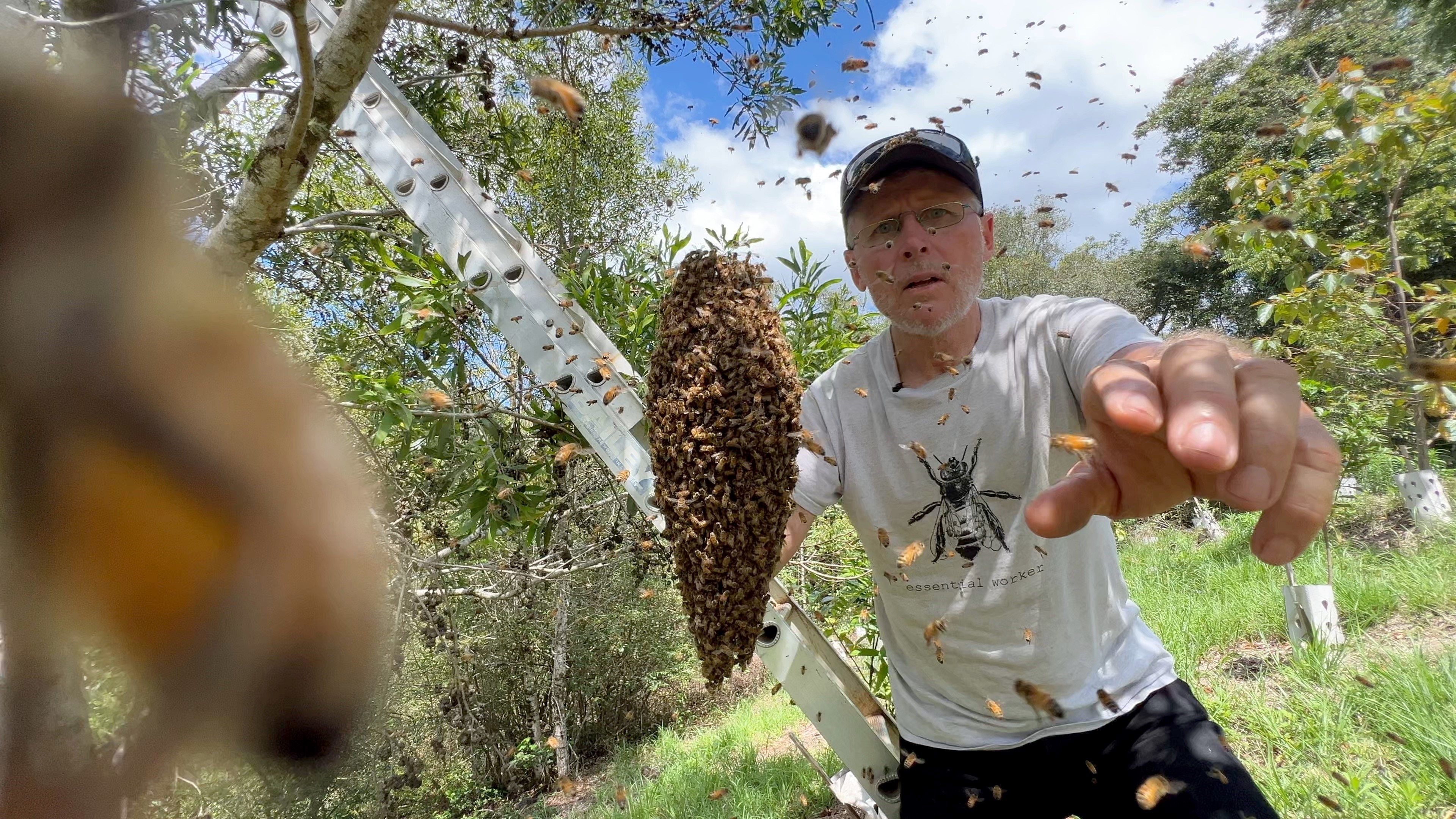 A man looks towards a camera holding a branch full of bees. He isn't wearing protective clothing.
