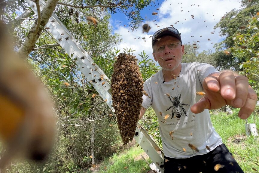 A man looks towards a camera holding a branch full of bees. He isn't wearing protective clothing.