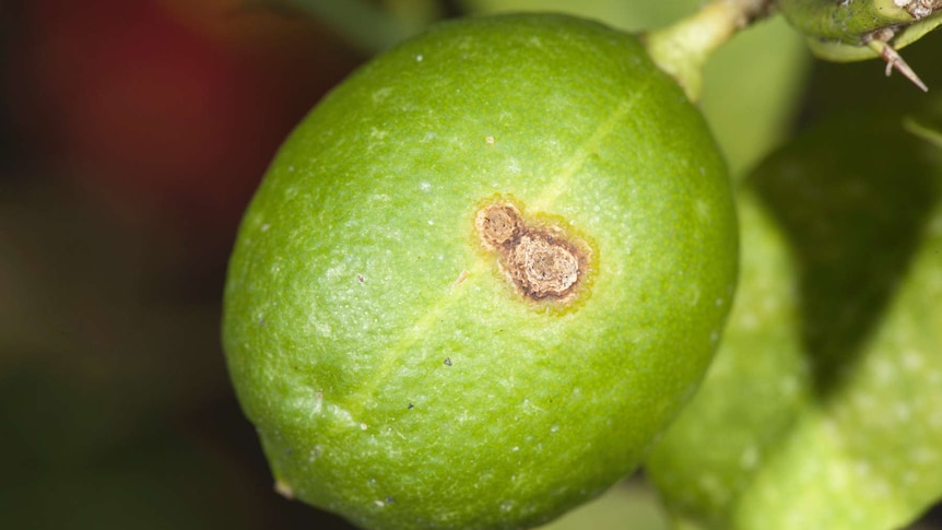 Close up of diseased lime