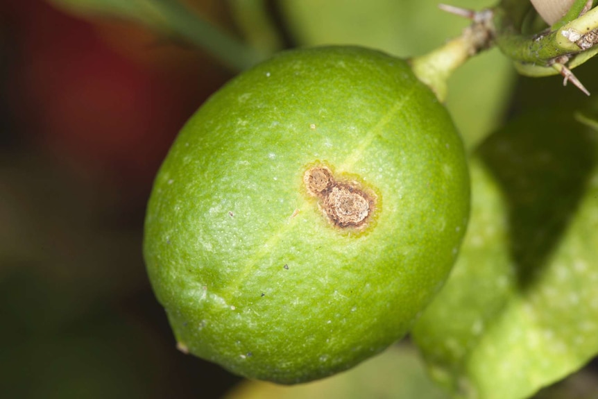 Close up of diseased lime