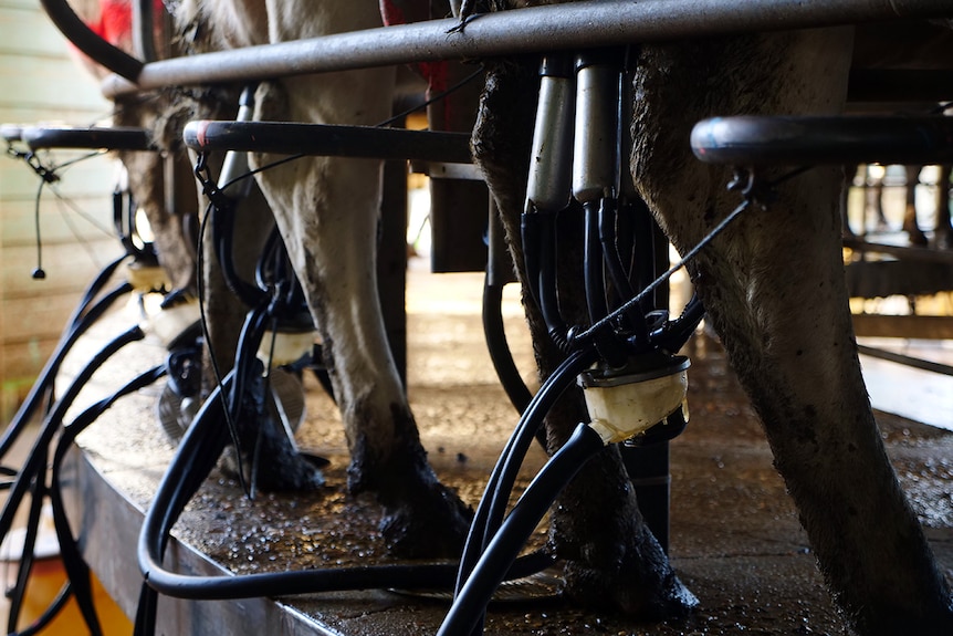 Dairy cows on a rotary milking platform.