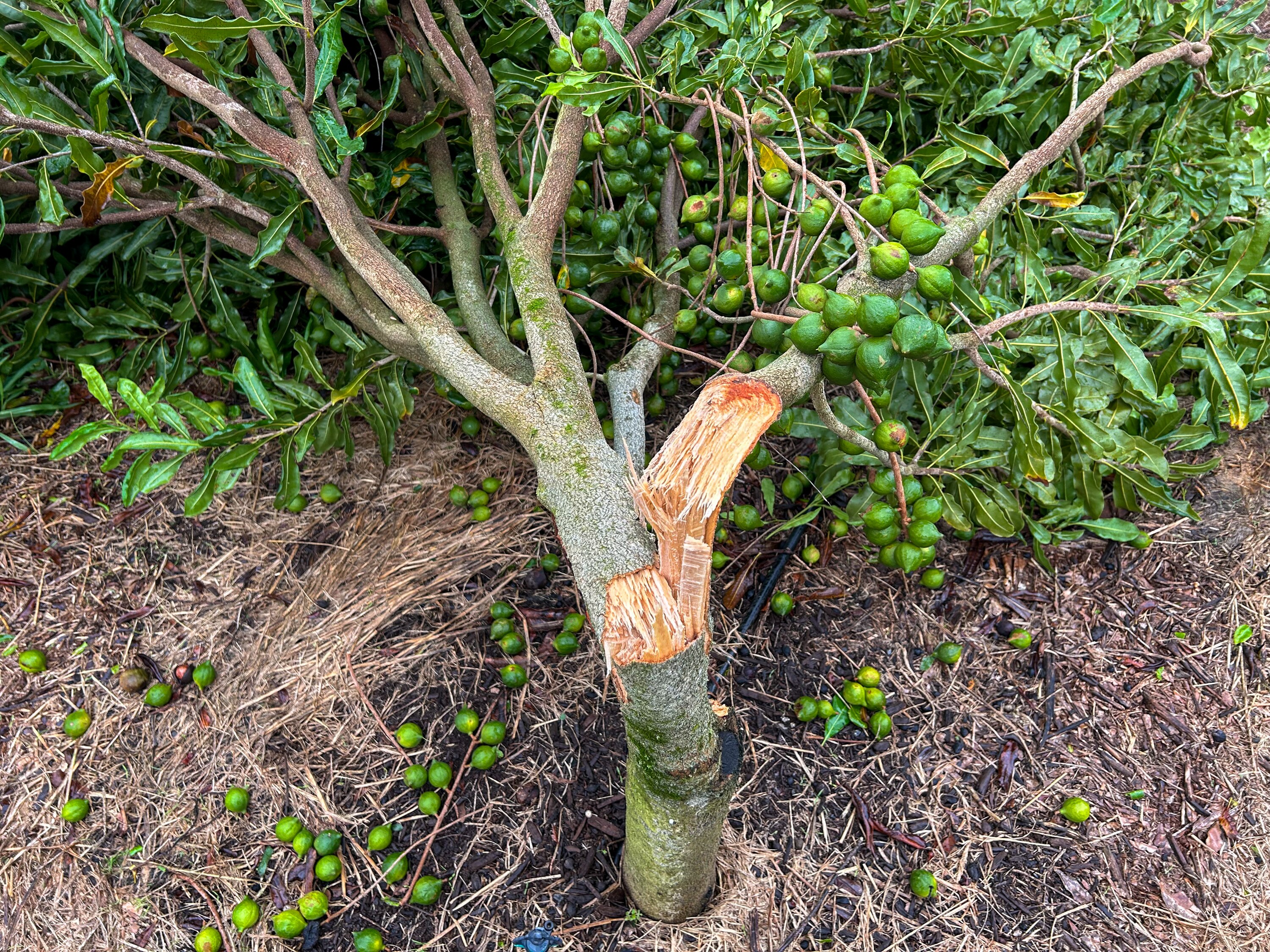 A macadamia tree loaded with nuts split at its trunk.