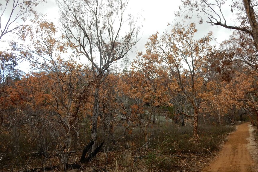 A dirt path is surrounded by brittle trees that have orange and brown leaves because they are dying.