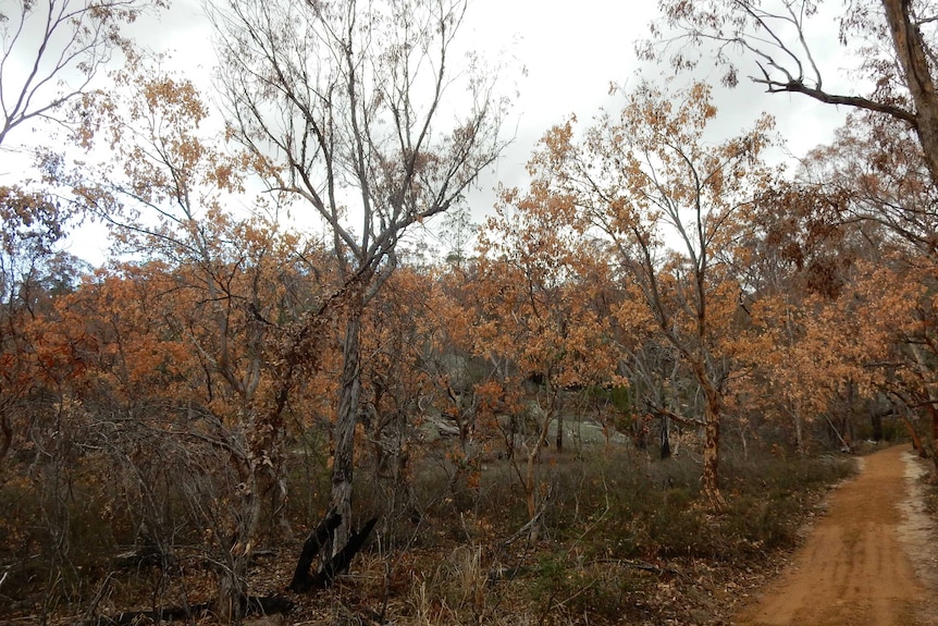 A dirt path is surrounded by brittle trees that have orange and brown leaves because they are dying.