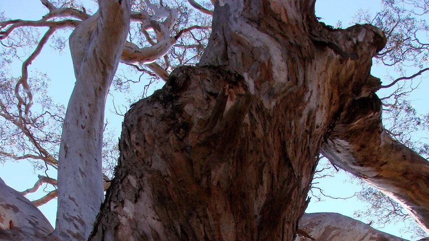 Intact bark