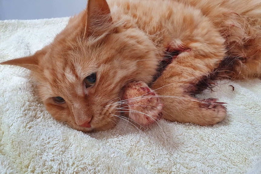 A ginger cat lies on a towel bleeding from it's leg after being shot
