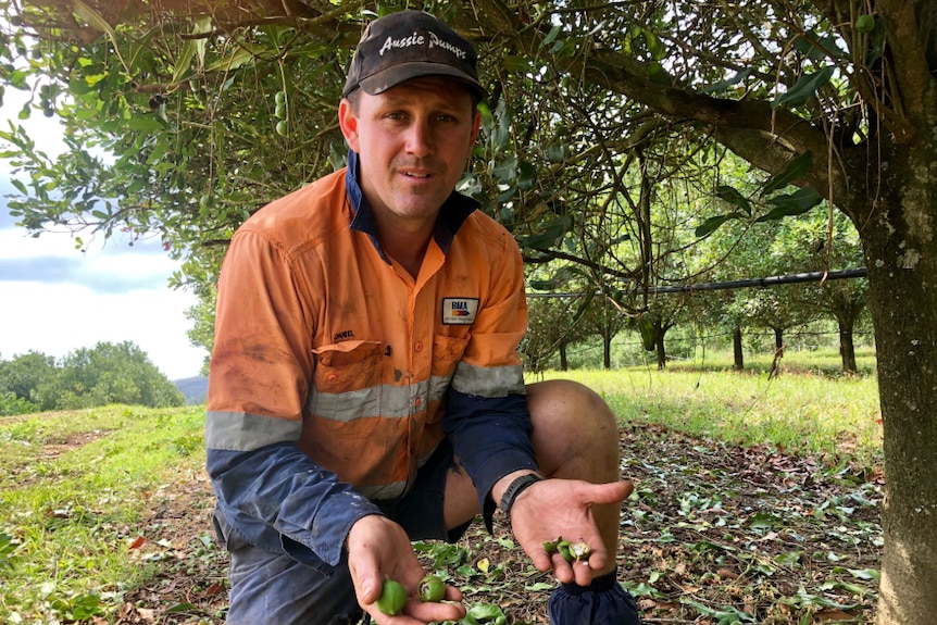 A young man in a baseball cap and hi-vis kneels under a tree, his palms full of smashed nuts.