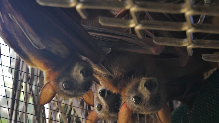 Flying foxes hang from the roof of a cage and look at camera