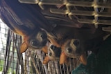 Flying foxes hang from the roof of a cage and look at camera