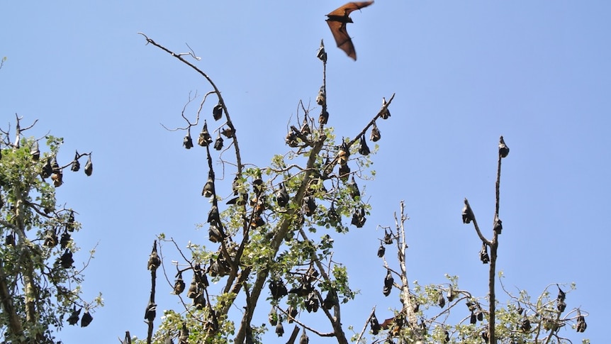 Bats roosting in a tree