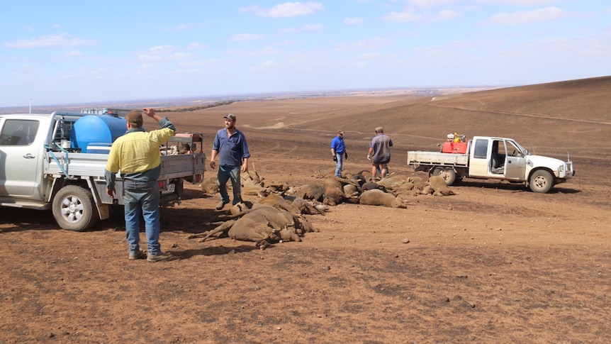 farmers in paddock with dead sheep