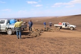 farmers in paddock with dead sheep