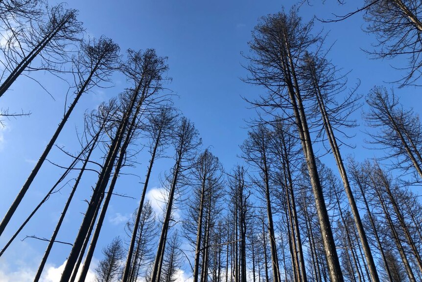 Blackened remnants of pine trees against a blue sky.