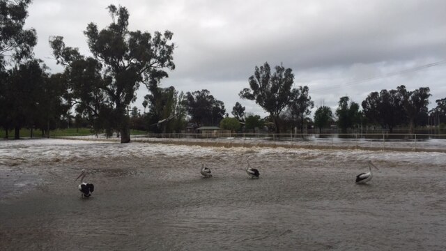 Pelicans on the flooded banks of the Lachlan River.