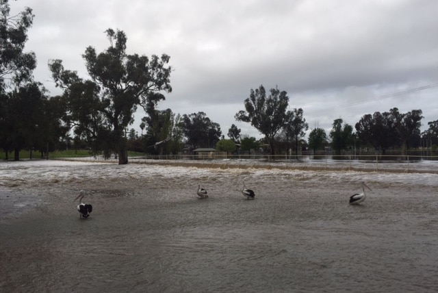 Pelicans on the flooded banks of the Lachlan River.