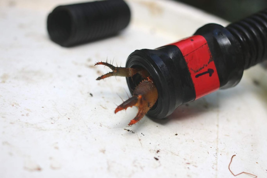 Crayfish coming out of tube claws first