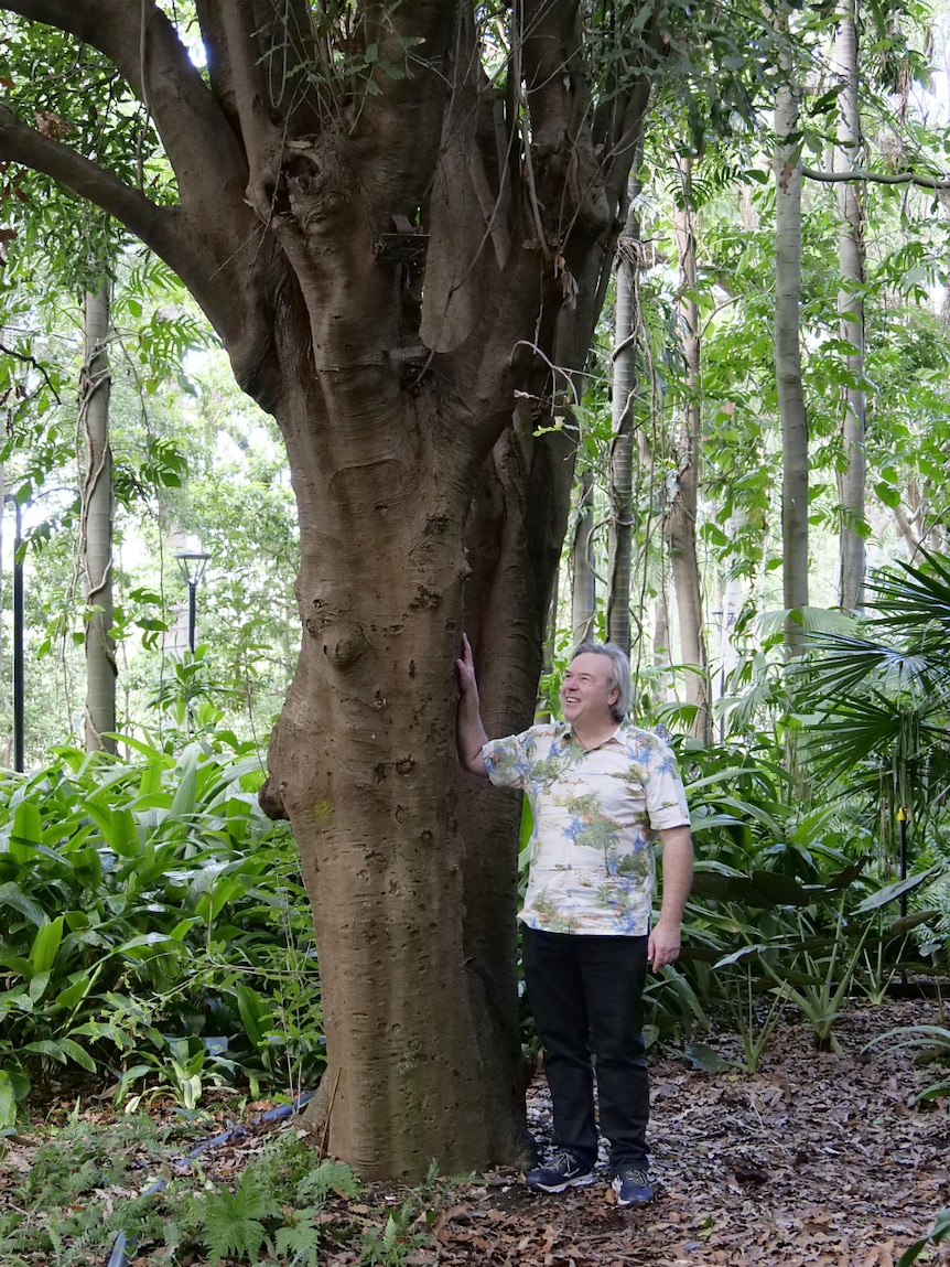 Craig Hardner dwarfed by the oldest known cultivated macadamia tree.