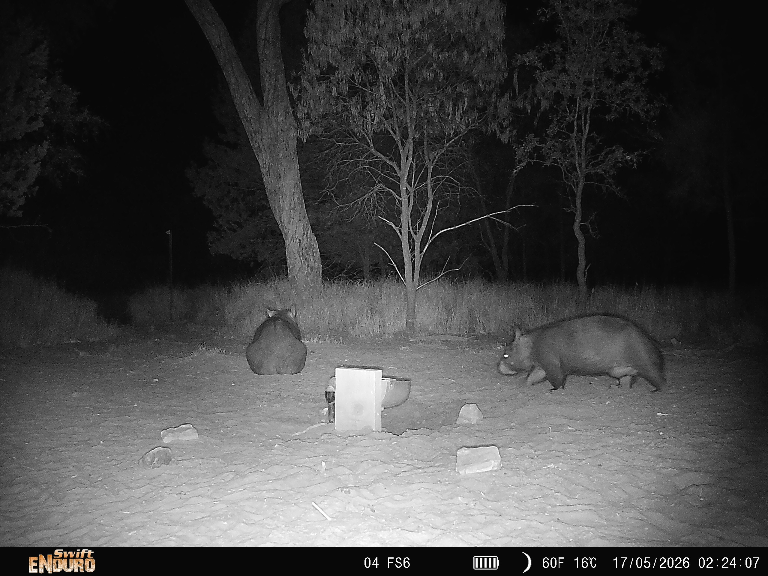 Two northern hairy-nosed wombats at night