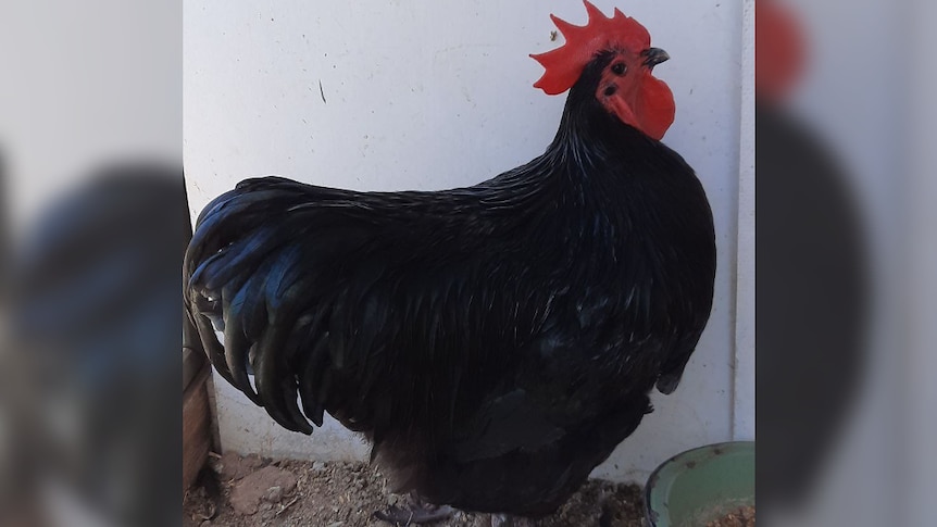 A black rooster with a red head.