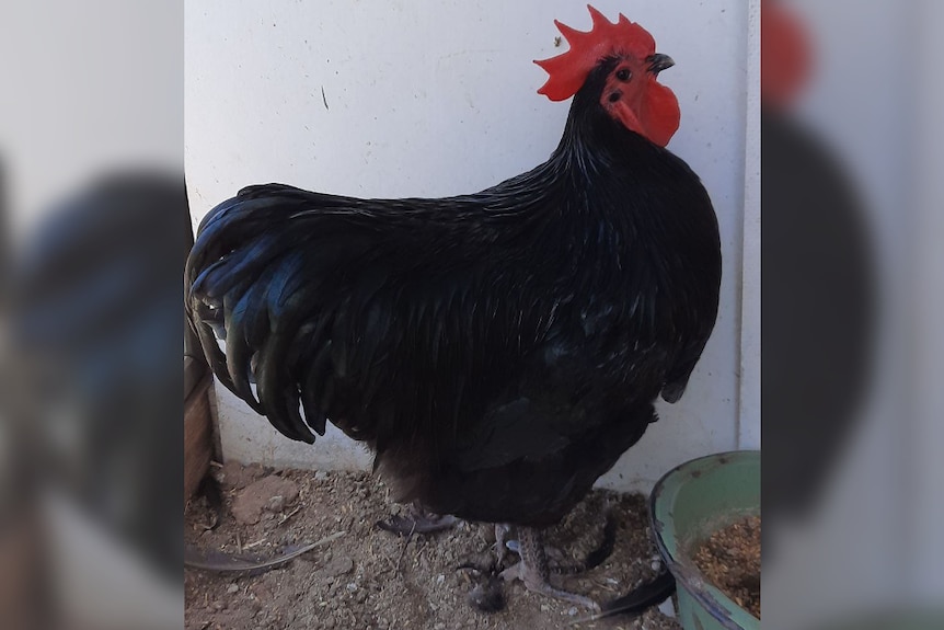 A black rooster with a red head.