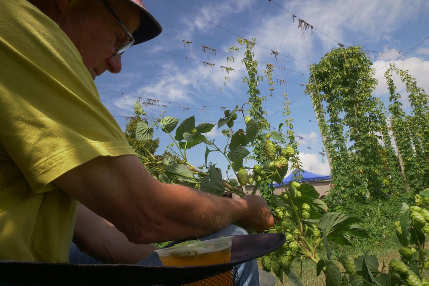 A man in a hat sitting in a camping chair as he picks hops from a vine on a sunny day.