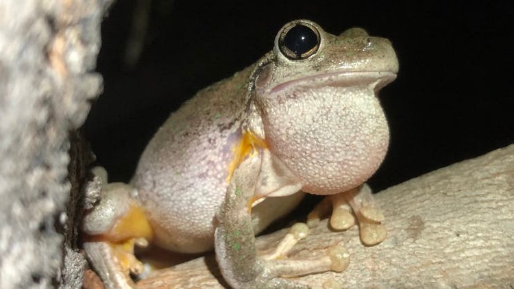 A Peron's tree frog sits on a tree branch in Nap Nap wetland, NSW