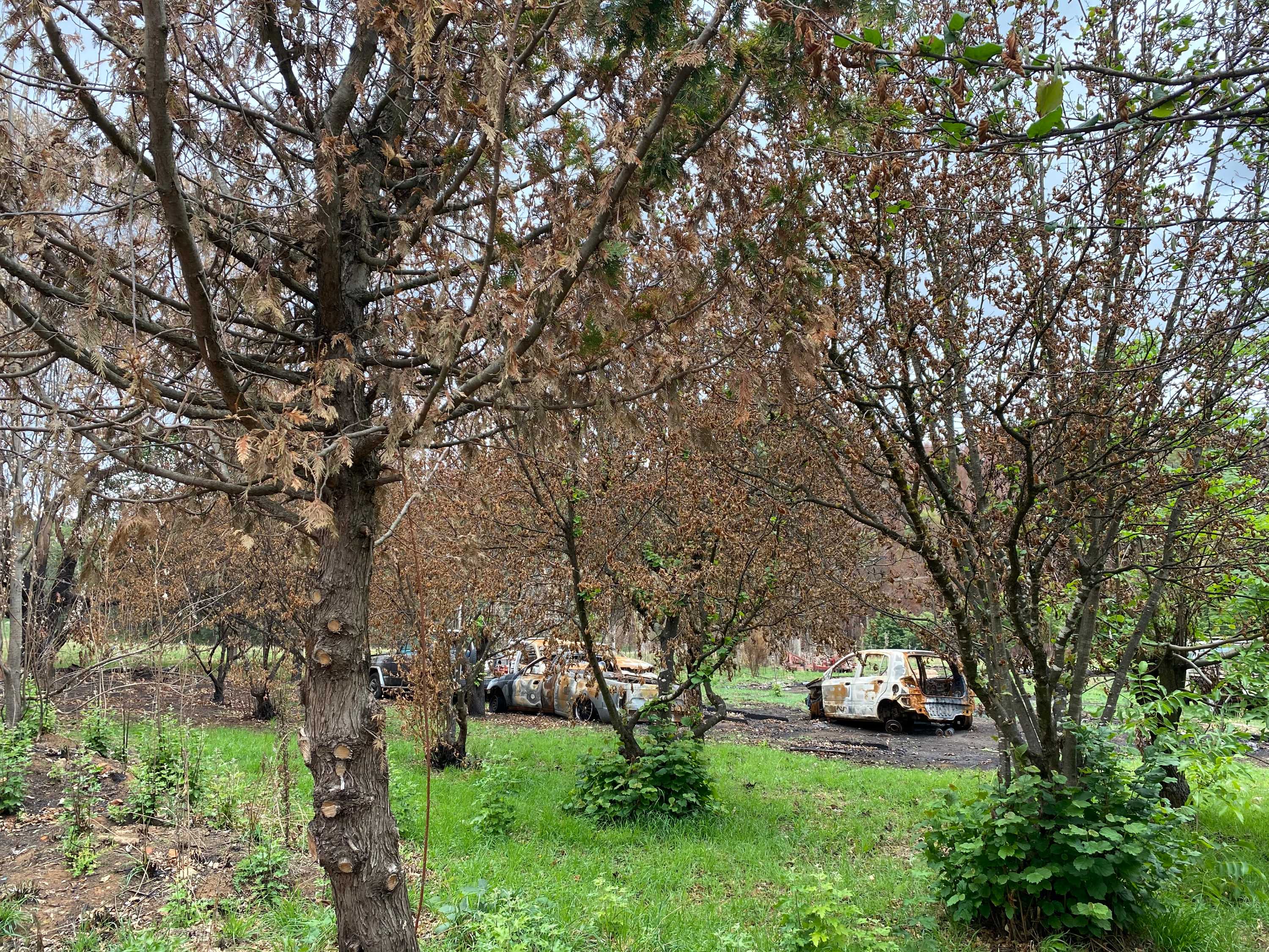 Trees and cars in a paddock that were burnt by bushfire.