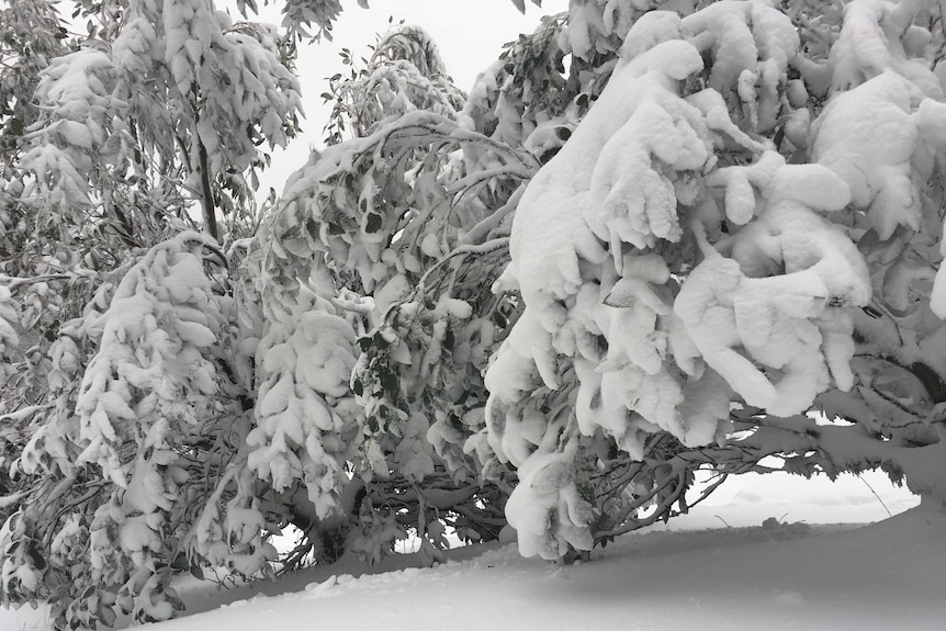 A tree and slope is covered in heavy white snow.