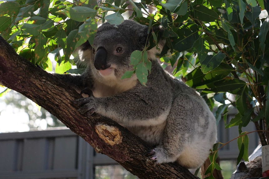 A female koala sitting on a branch surrounded by gum leaves.