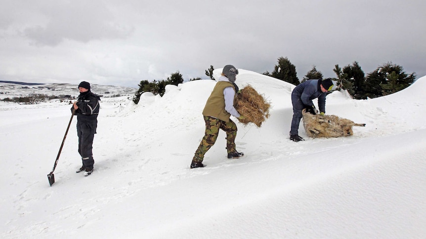 Farmers rescue sheep trapped in a snow drifts in Northern Ireland