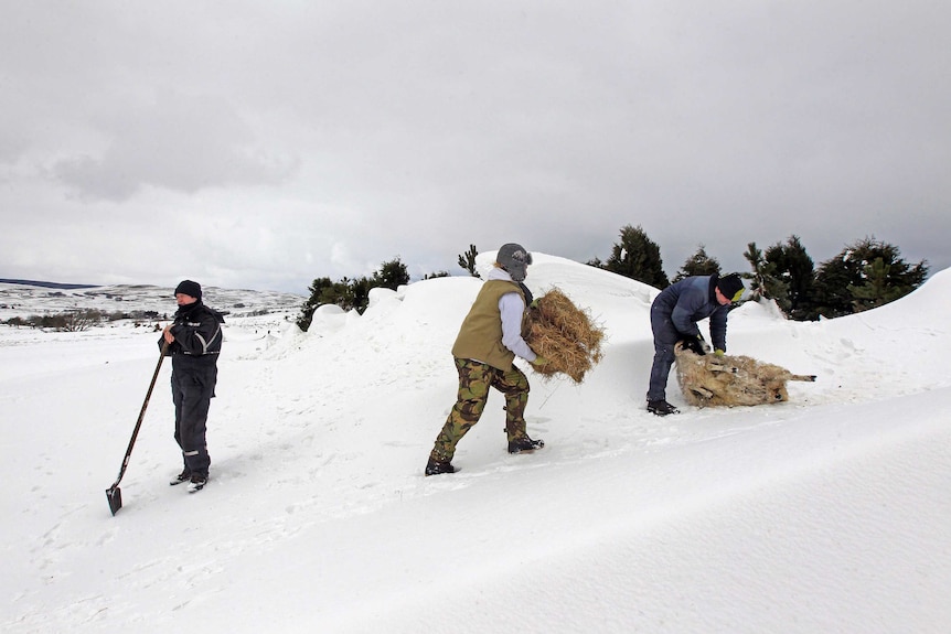 Farmers rescue sheep trapped in a snow drifts in Northern Ireland