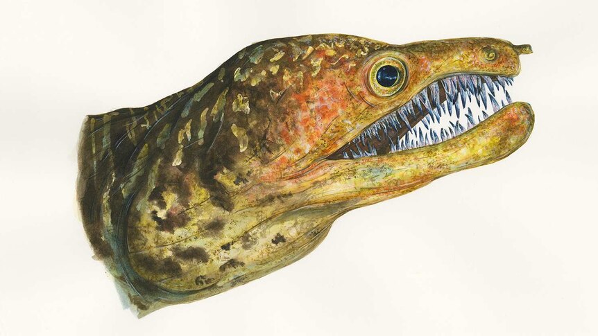 An eel with rows and rows of razor sharp teeth