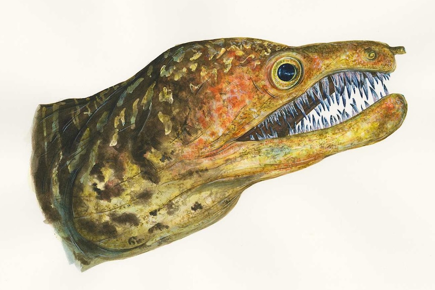 An eel with rows and rows of razor sharp teeth