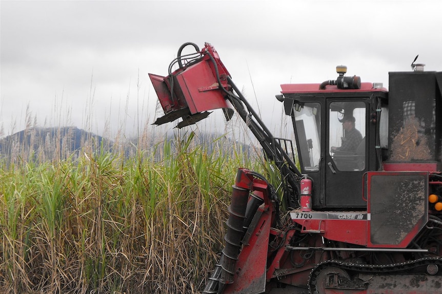 Last year's wet season is haunting this year's cane harvest.