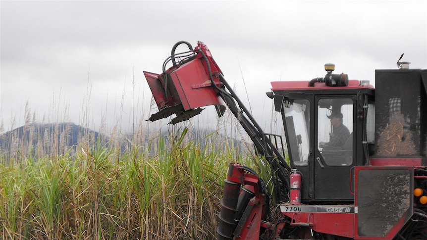 Last year's wet season is haunting this year's cane harvest.