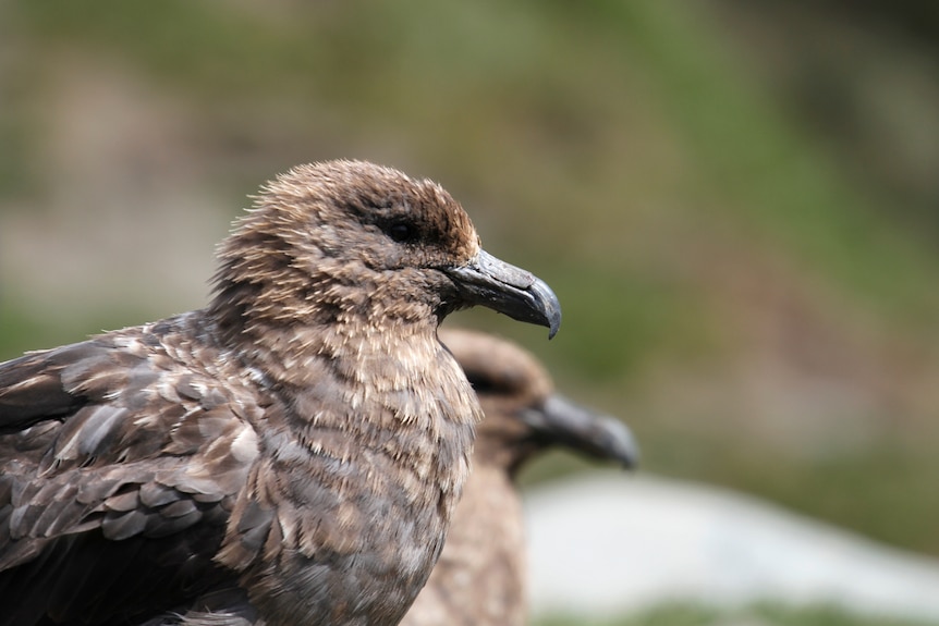 Two brown skua, close-up