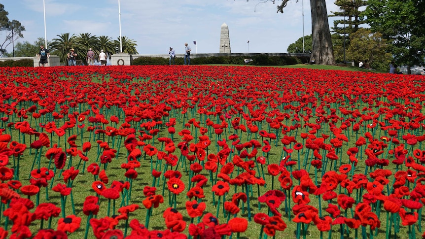 Poppies at Kings Park