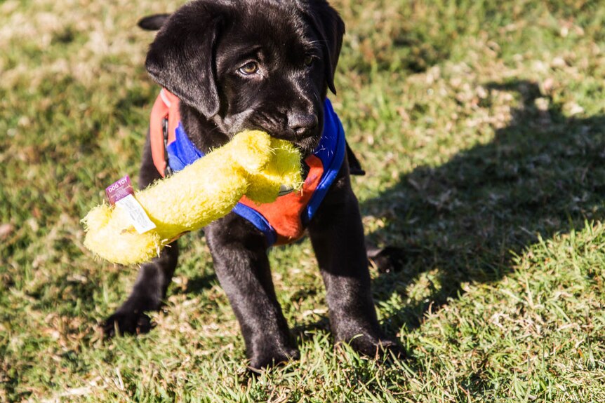 Black Labrador puppy playing with a toy.