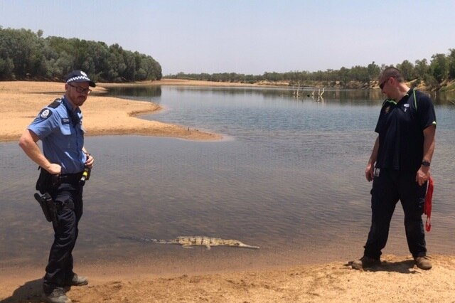 Police in Fitzroy Crossing have captured and released a crocodile that wandered into town.