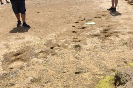 Photos of a dozen fossiled footprints in brown sandy, rock