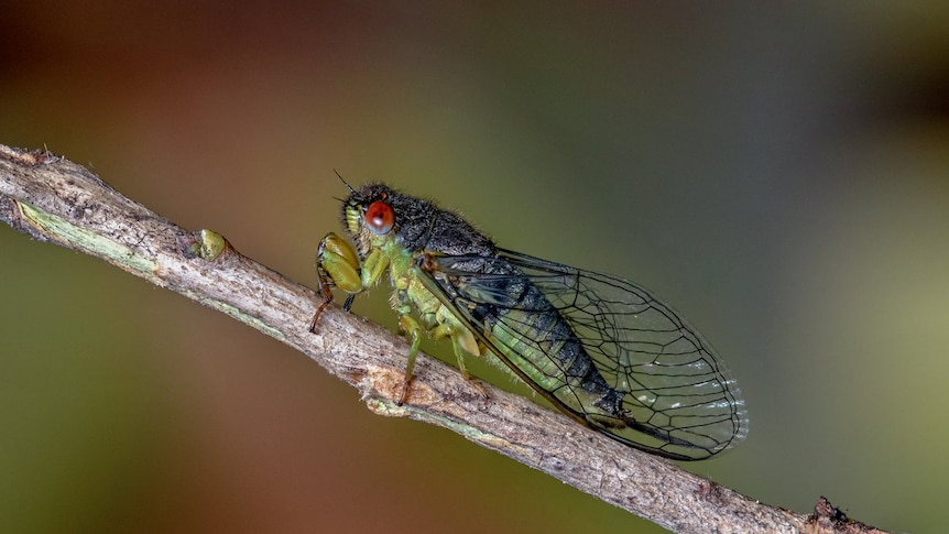 A close-up of a green and black cicada with red eyes, on a stick.