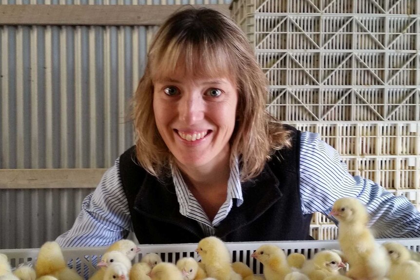 Chicken producer Katrina Hobbs with young chicks on her Queensland property.