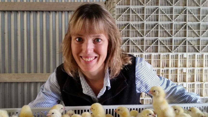 Chicken producer Katrina Hobbs with young chicks on her Queensland property.