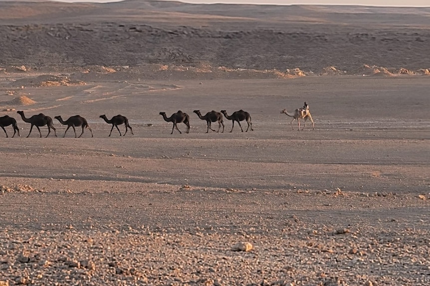 Camels in the distance.